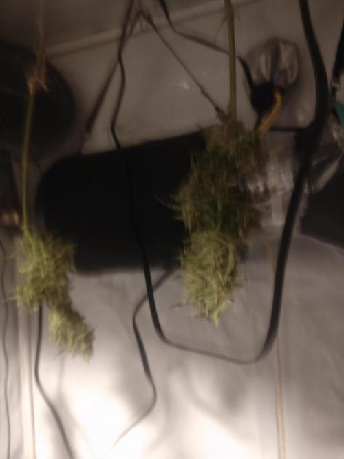 Durban poison auto. Week 13 - ...