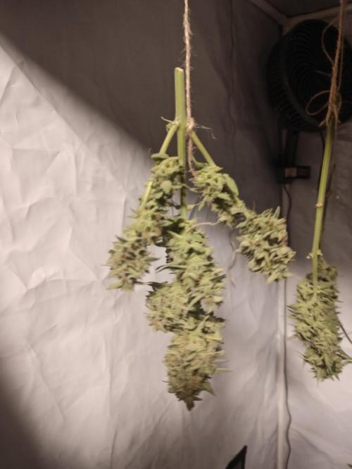 Durban poison auto. Week 13 - gave them a little wet trim