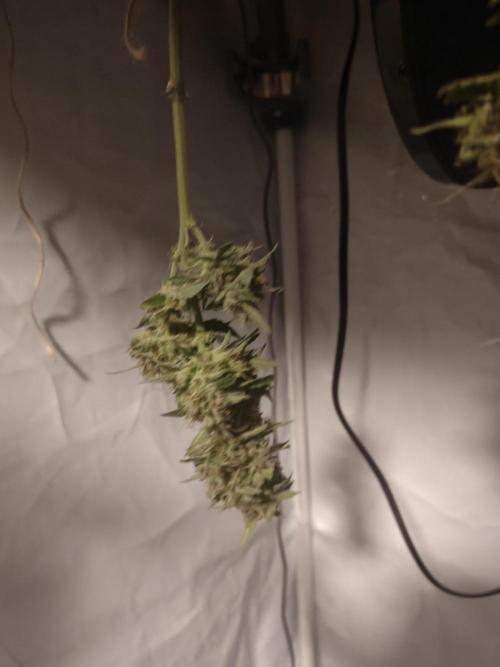 Durban poison auto. Week 14 - ...