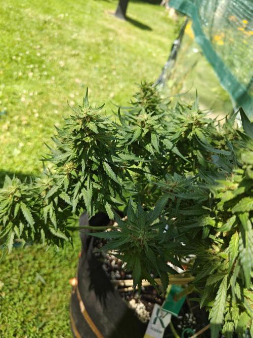 Durban poison auto. Week 15 - ...