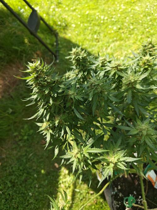 Durban poison auto. Week 15 - ...