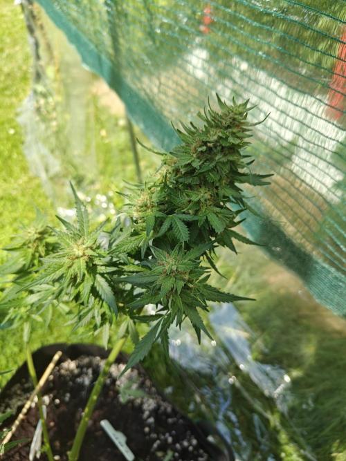 Durban poison auto. Week 15 - ...