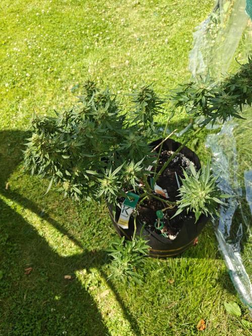 Durban poison auto. Week 15 - ...
