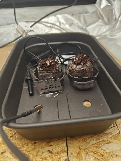 Herbal med adventure - Autopots. Week 1 - lets go!