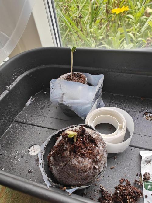 Herbal med adventure - Autopots. Week 1 - fast as F ♥️♥️♥️.          moved the ladies away from the grow room inside, providing them with love