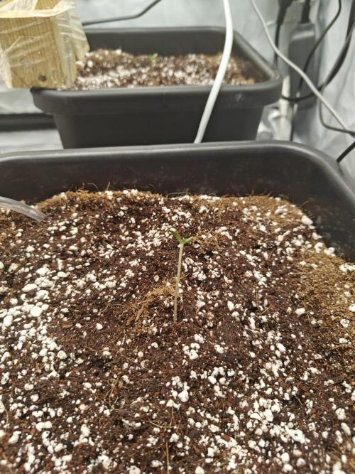 Herbal med adventure - Autopots. Week 1 - God speed! in 3 days they broke through the shell and grew threw the jiffy. shout out to plagron&RQS