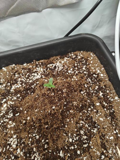 Herbal med adventure - Autopots. Week 1 - ...