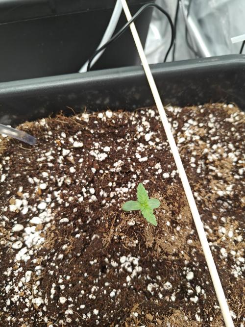 Herbal med adventure - Autopots. Week 1 - ...