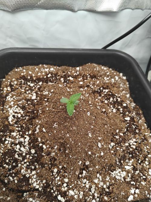 Herbal med adventure - Autopots. Week 1 - growing those roots