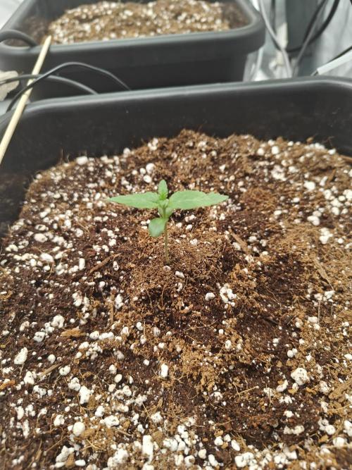 Herbal med adventure - Autopots. Week 2 - beautiful little girl