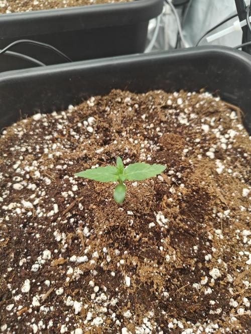 Herbal med adventure - Autopots. Week 2 - ♥️♥️♥️