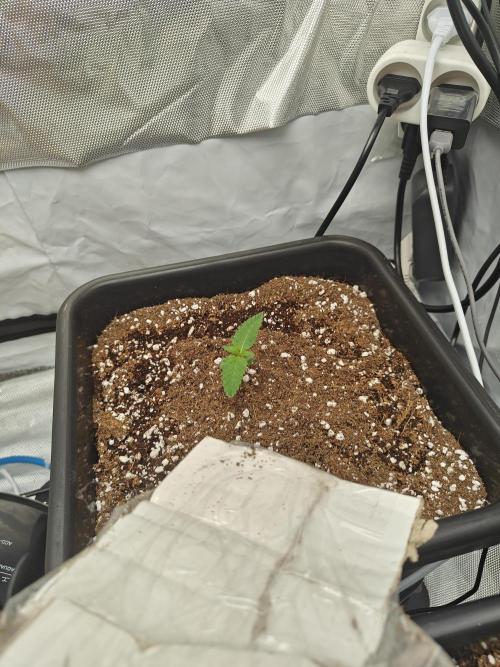 Herbal med adventure - Autopots. Week 2 - week 2, 2th day.