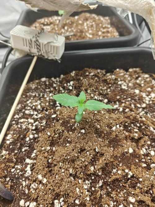 Herbal med adventure - Autopots. Week 2 - week 2, 2th day.  extra leafs are forming 