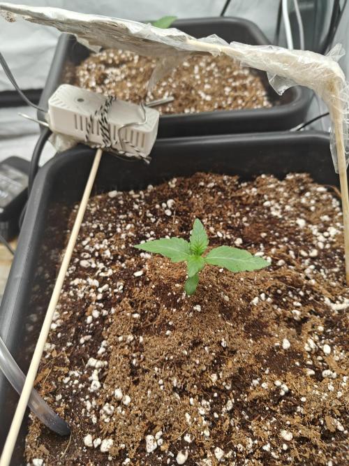 Herbal med adventure - Autopots. Week 2 - start of day 3
