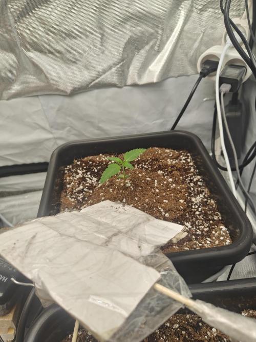 Herbal med adventure - Autopots. Week 2 - slow progress, unfortunately i dropped my phone on this one, while taking the ppfd