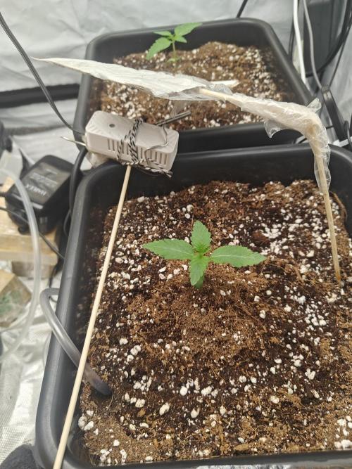 Herbal med adventure - Autopots. Week 2 - beautiful little baby