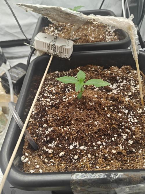 Herbal med adventure - Autopots. Week 2 - ♥️♥️♥️