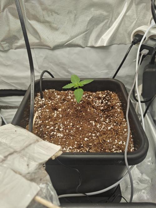 Herbal med adventure - Autopots. Week 2 - ♥️♥️♥️