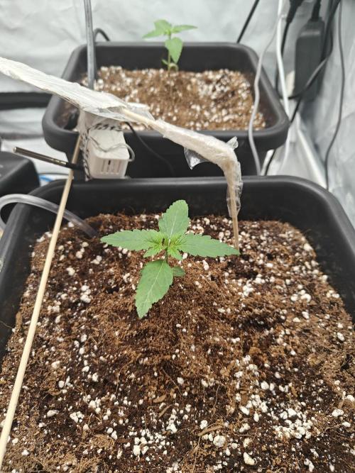 Herbal med adventure - Autopots. Week 2 - ♥️♥️♥️