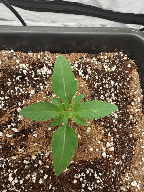 Herbal med adventure - Autopots. Week 2 - day 6 in 2th week. a bit slow considering how the speed of planting in soil