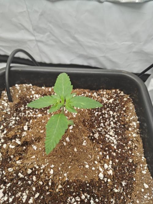 Herbal med adventure - Autopots. Week 2 - ...