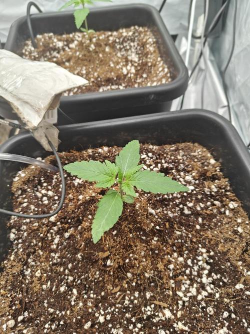 Herbal med adventure - Autopots. Week 2 - ...
