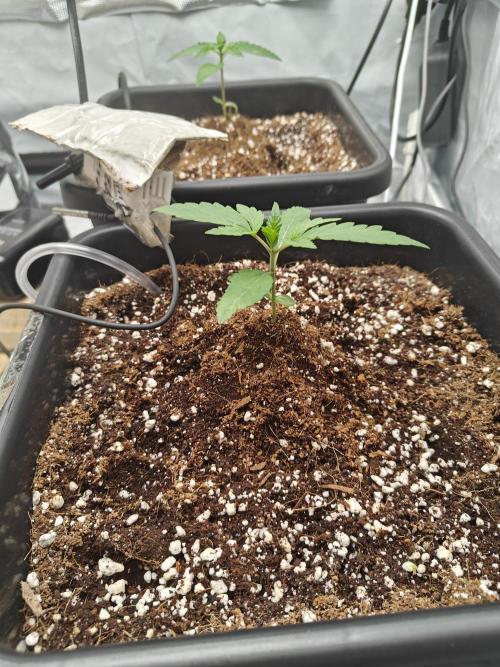Herbal med adventure - Autopots. Week 3 - ...