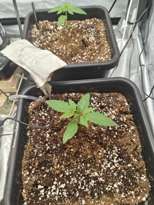 Herbal med adventure - Autopots. Week 3 - ...
