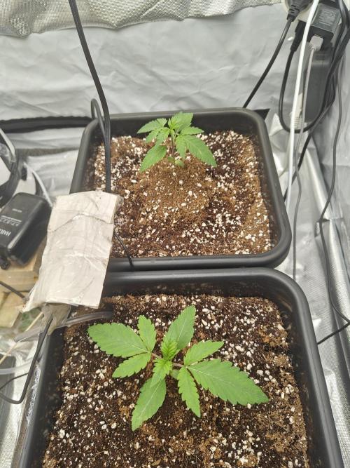 Herbal med adventure - Autopots. Week 3 - ...