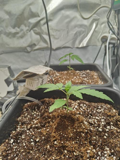 Herbal med adventure - Autopots. Week 3 - ...