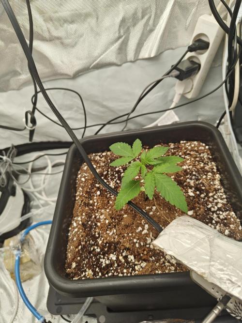 Herbal med adventure - Autopots. Week 3 -    