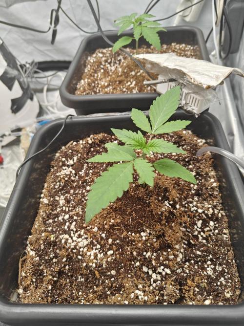Herbal med adventure - Autopots. Week 3 -    