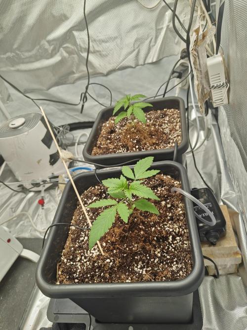 Herbal med adventure - Autopots. Week 3 -    