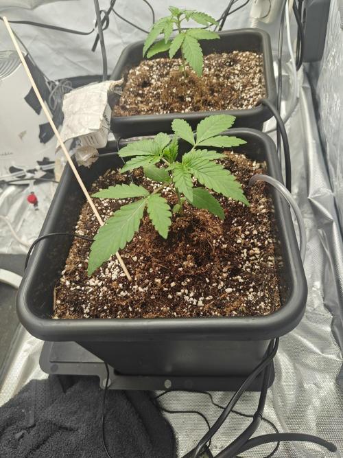Herbal med adventure - Autopots. Week 3 - progres. day 4 week 3