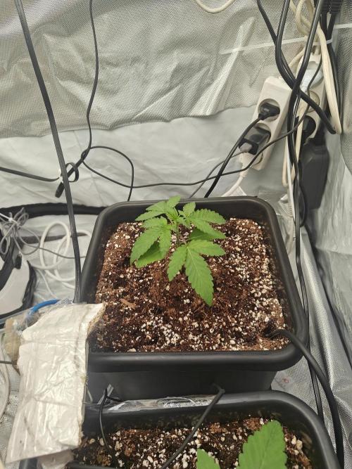 Herbal med adventure - Autopots. Week 3 - day 4. they love the auropots