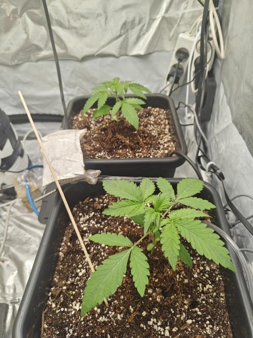 Herbal med adventure - Autopots. Week 3 - ♥️♥️♥️