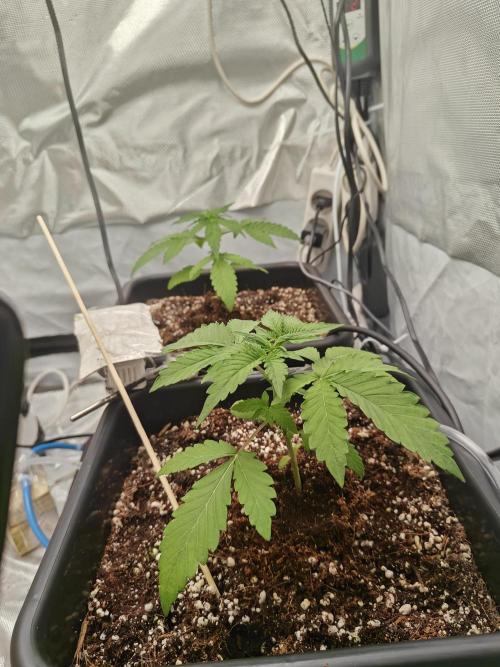 Herbal med adventure - Autopots. Week 3 - must say it...i love the autopot system 