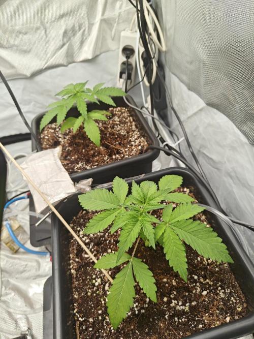 Herbal med adventure - Autopots. Week 3 - the airdome, controlled EC & PH really does the trick