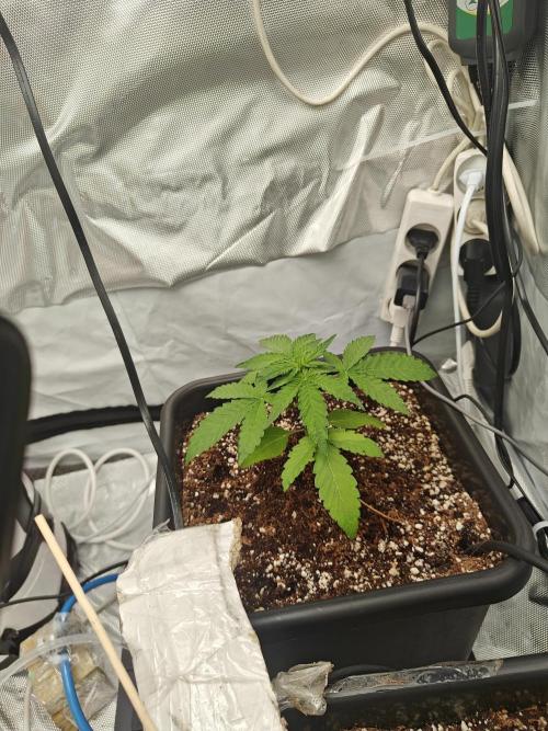 Herbal med adventure - Autopots. Week 3 - pure love, hopefully we'll soon see the praying leaves♥️