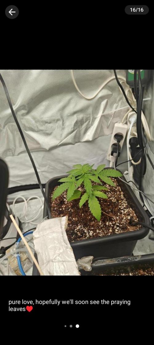 Herbal med adventure - Autopots. Week 4 - first day in week 4, hopefully i'll soon see the explosive growth
