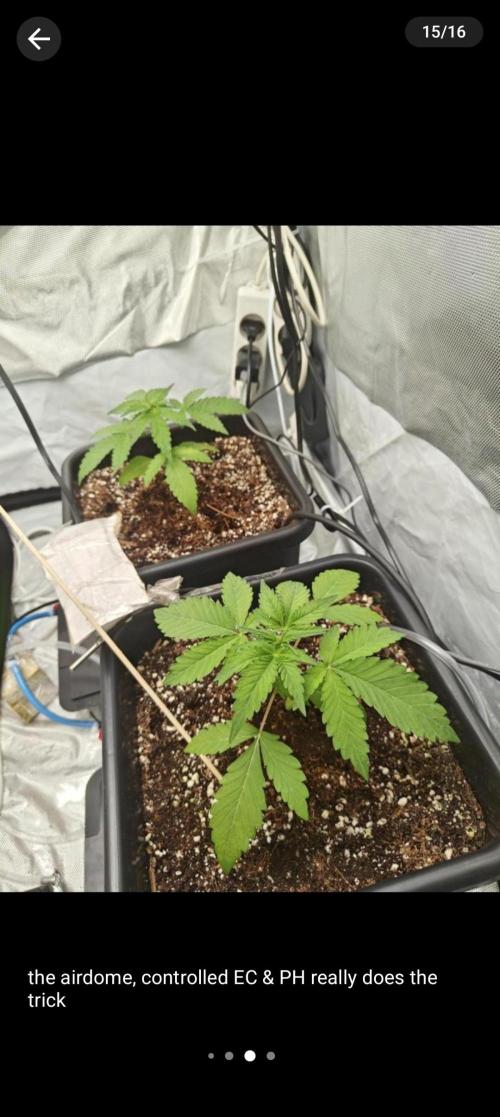 Herbal med adventure - Autopots. Week 4 - ♥️♥️♥️