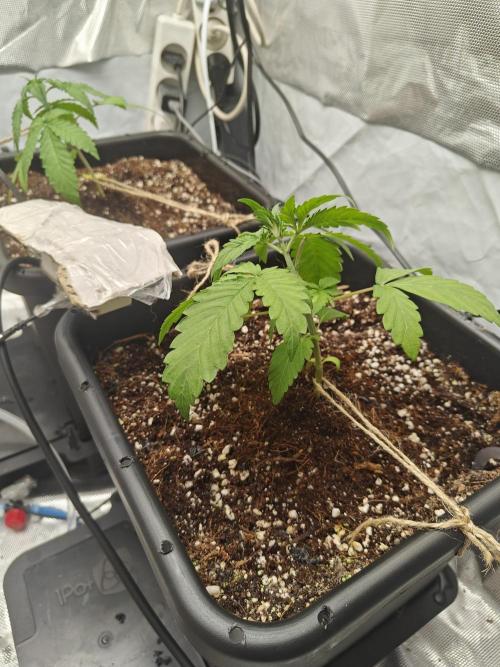 Herbal med adventure - Autopots. Week 4 - tied down -LST