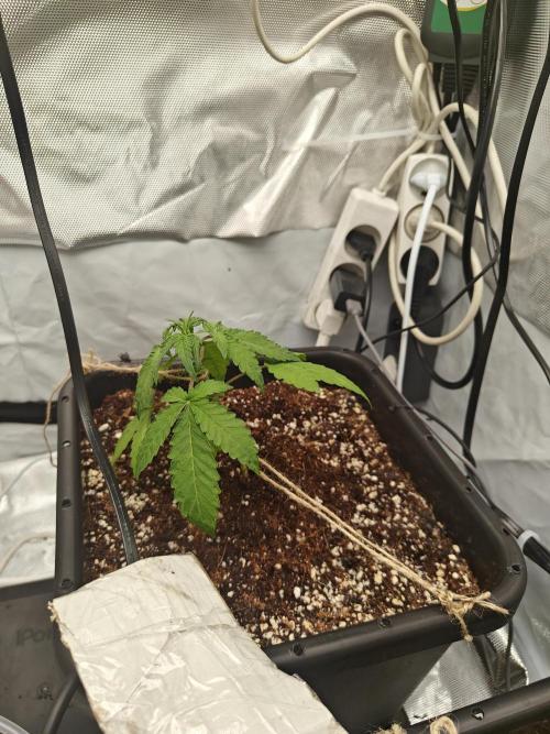 Herbal med adventure - Autopots. Week 4 - ♥️♥️♥️