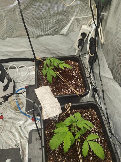 Herbal med adventure - Autopots. Week 4 - ♥️♥️♥️