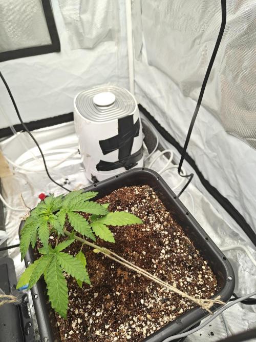 Herbal med adventure - Autopots. Week 4 - LST roughly 35-45° bend