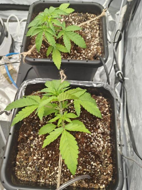 Herbal med adventure - Autopots. Week 4 - LST