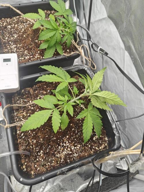 Herbal med adventure - Autopots. Week 4 - How low can you go, how low can you go