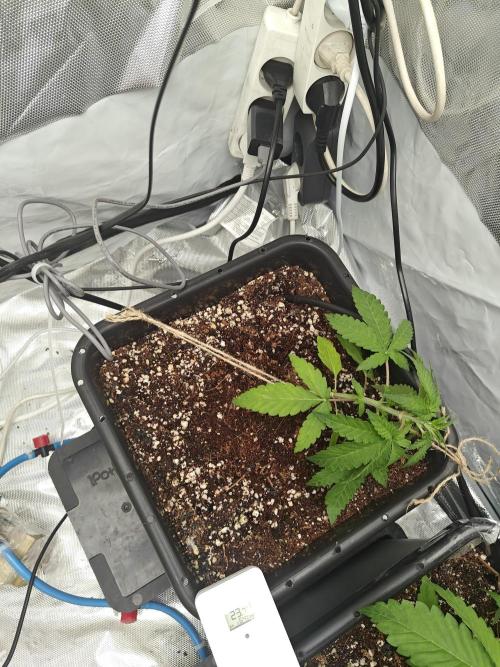 Herbal med adventure - Autopots. Week 4 - ...