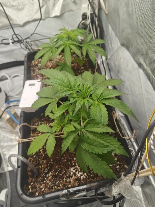 Herbal med adventure - Autopots. Week 4 -    