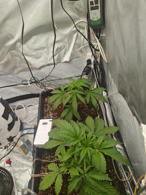 Herbal med adventure - Autopots. Week 4 -    